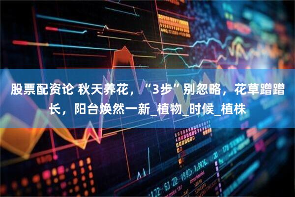 股票配资论 秋天养花，“3步”别忽略，花草蹭蹭长，阳台焕然一新_植物_时候_植株